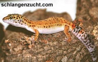 Leopardgecko 0.1 W2 Tanga