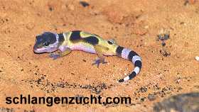 Leopardgecko - Pardy