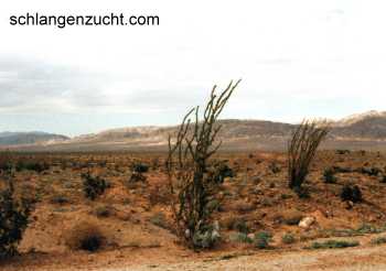 Anza Borrego Desert