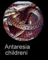 Beschreibung Antaresia