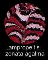 Beschreibung Lampropeltis