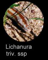 Beschreibung Lichanura