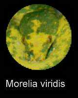 Beschreibung Morelia viridis