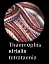 Beschreibung Thamnophis