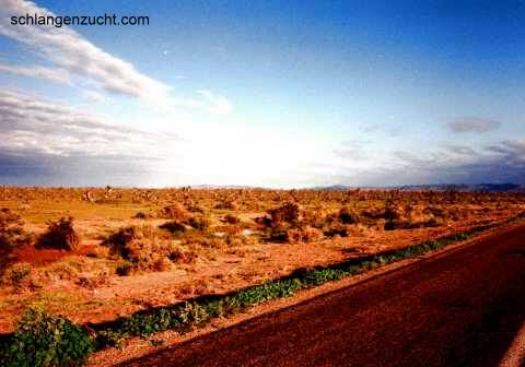 Desierto de Vizcaino
