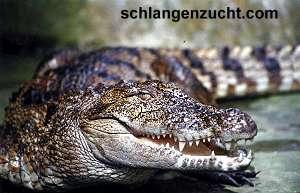 Crocodylus palustris 