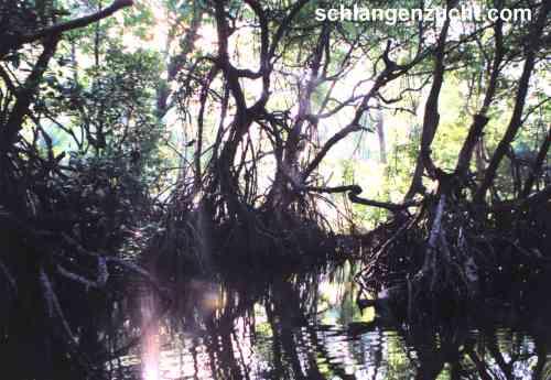 Mangroven Bentota Ganga