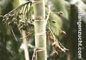 Betelnuß - Areka Palme