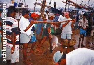Hammerhai - Fischmarkt Beruwela