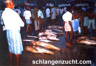 Fischmarkt Beruwela